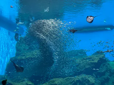 仙台うみの杜水族館に投稿された画像（2024/7/23）