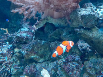 マクセル アクアパーク品川に投稿された画像（2024/7/23）