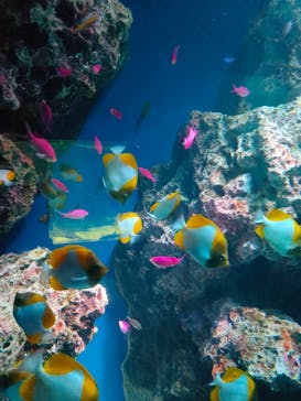 マクセル アクアパーク品川に投稿された画像（2024/7/23）