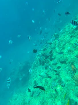 武藤潜水に投稿された画像（2024/7/23）