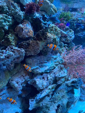 マクセル アクアパーク品川に投稿された画像（2024/7/23）