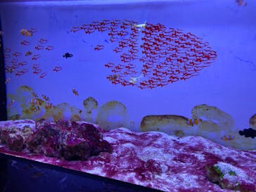 マクセル アクアパーク品川に投稿された画像（2024/7/23）