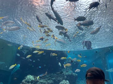 沖縄美ら海水族館に投稿された画像（2024/7/23）