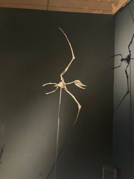 DinoScience 恐竜科学博 ～ララミディア大陸の恐竜物語～ 2024@OSAKAに投稿された画像（2024/7/23）