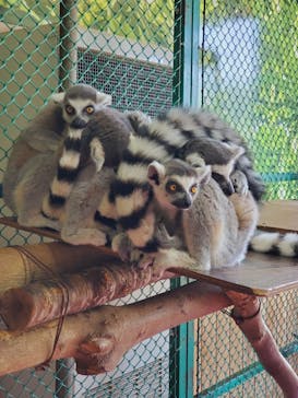 那須ワールドモンキーパークに投稿された画像（2024/7/23）