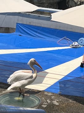 大分マリーンパレス水族館 「うみたまご」に投稿された画像（2024/7/23）