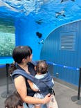 サンシャイン水族館に投稿された画像（2024/7/23）