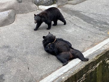 奥飛騨クマ牧場に投稿された画像（2024/7/23）