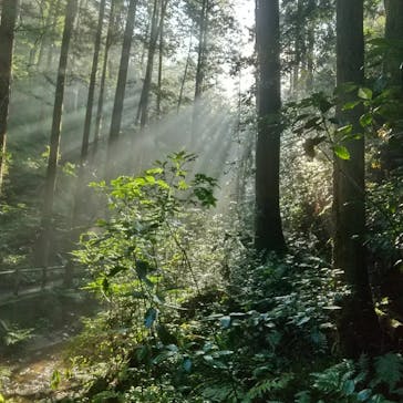 高福寺に投稿された画像（2024/7/23）