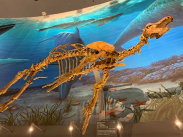 福井県立恐竜博物館に投稿された画像（2024/7/23）