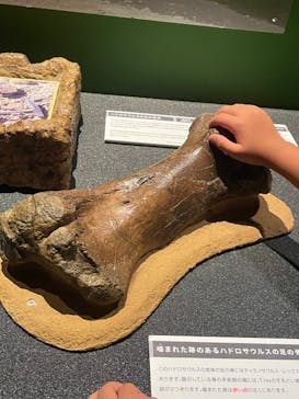 タッチ ザ ダイナソー ～恐竜アドベンチャー展～に投稿された画像（2024/7/23）