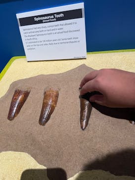 タッチ ザ ダイナソー ～恐竜アドベンチャー展～に投稿された画像（2024/7/23）