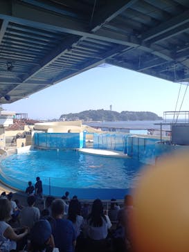 新江ノ島水族館に投稿された画像（2024/7/23）