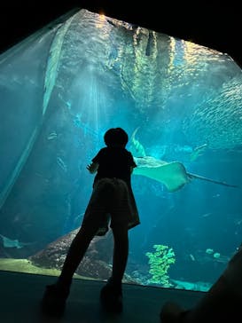 マリンワールド海の中道に投稿された画像（2024/7/23）