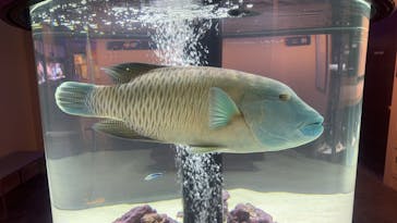 横浜開運水族館 フォーチュンアクアリウムに投稿された画像（2024/7/23）