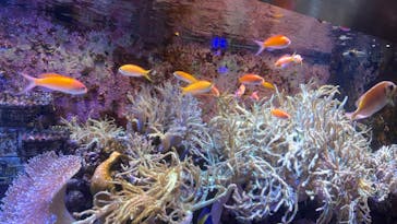 横浜開運水族館 フォーチュンアクアリウムに投稿された画像（2024/7/23）
