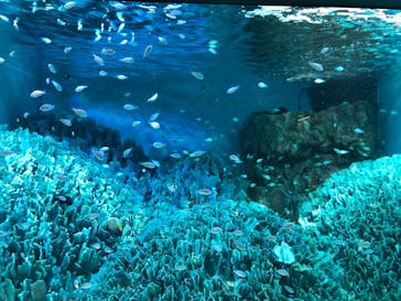 サンシャイン水族館に投稿された画像（2024/7/23）