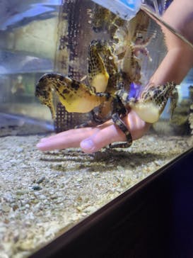 ゼロ距離水族館 伊勢シーパラダイスに投稿された画像（2024/7/23）