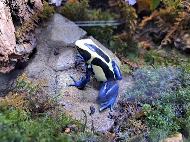 体感型カエル館KawaZooの口コミ ｜珍しいカエルが沢山いました じ