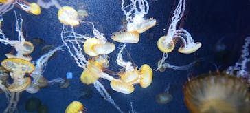 新江ノ島水族館に投稿された画像（2024/7/23）