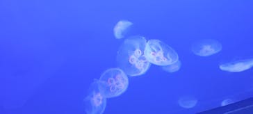 新江ノ島水族館に投稿された画像（2024/7/23）