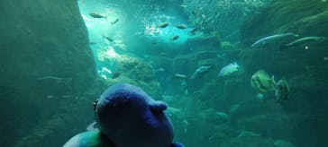 新江ノ島水族館に投稿された画像（2024/7/23）