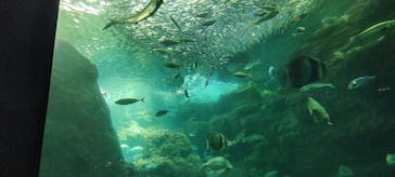 新江ノ島水族館に投稿された画像（2024/7/23）