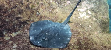 新江ノ島水族館に投稿された画像（2024/7/23）