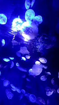 サンシャイン水族館に投稿された画像（2024/7/23）