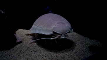 サンシャイン水族館に投稿された画像（2024/7/23）