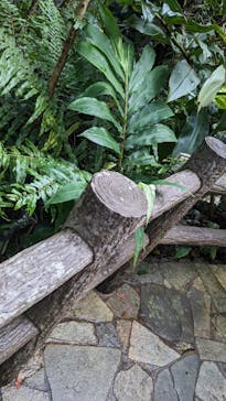 御菓子御殿　名護店　やんばる亜熱帯の森DINO恐竜PARKに投稿された画像（2024/7/23）