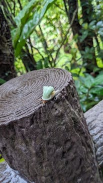 御菓子御殿　名護店　やんばる亜熱帯の森DINO恐竜PARKに投稿された画像（2024/7/23）