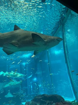 マリンワールド海の中道に投稿された画像（2024/7/23）