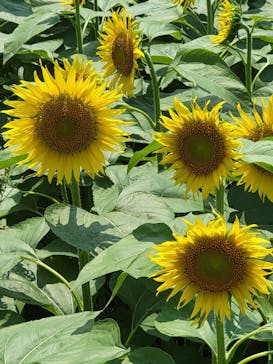 成田ゆめ牧場に投稿された画像（2024/7/23）