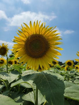 成田ゆめ牧場に投稿された画像（2024/7/23）