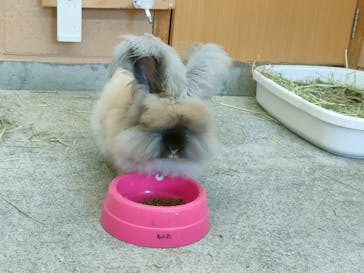 淡路ファームパーク イングランドの丘に投稿された画像（2024/7/23）