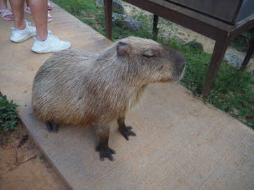 美らヤシパークオキナワ・東南植物楽園に投稿された画像（2024/7/23）