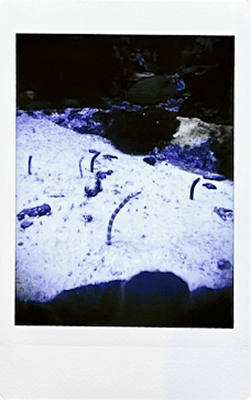 サンシャイン水族館に投稿された画像（2024/7/23）