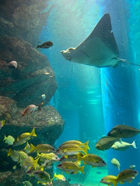 マクセル アクアパーク品川に投稿された画像（2024/7/23）