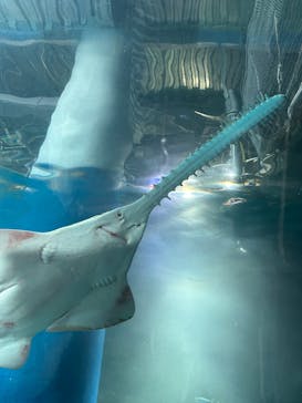 マクセル アクアパーク品川に投稿された画像（2024/7/23）