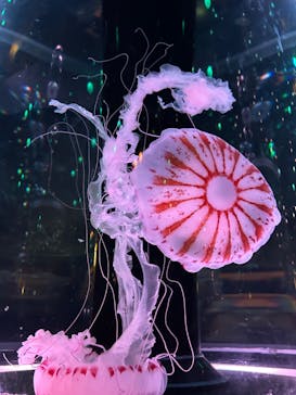 マクセル アクアパーク品川に投稿された画像（2024/7/23）