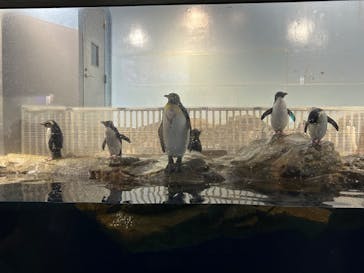 マクセル アクアパーク品川に投稿された画像（2024/7/23）