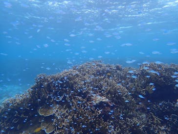 marine assist DEMI（マリンアシストデミ）に投稿された画像（2024/7/24）