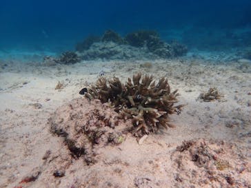 marine assist DEMI（マリンアシストデミ）に投稿された画像（2024/7/24）