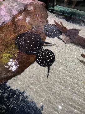 AQUARIUM × ART　atoaに投稿された画像（2024/7/24）