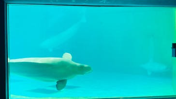 鴨川シーワールドに投稿された画像（2024/7/24）