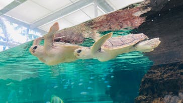 鴨川シーワールドに投稿された画像（2024/7/24）