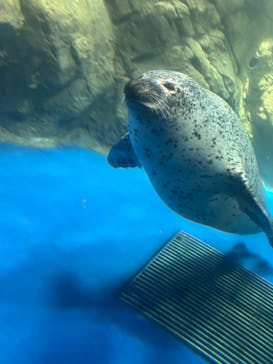 新江ノ島水族館に投稿された画像（2024/7/24）