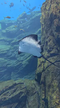 仙台うみの杜水族館に投稿された画像（2024/7/24）