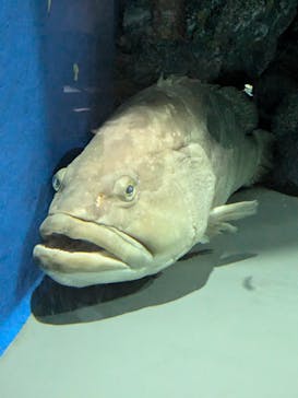 名古屋港水族館に投稿された画像（2024/7/24）